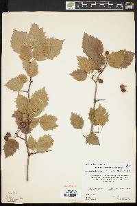 Crataegus holmesiana image