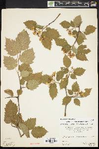 Crataegus holmesiana image