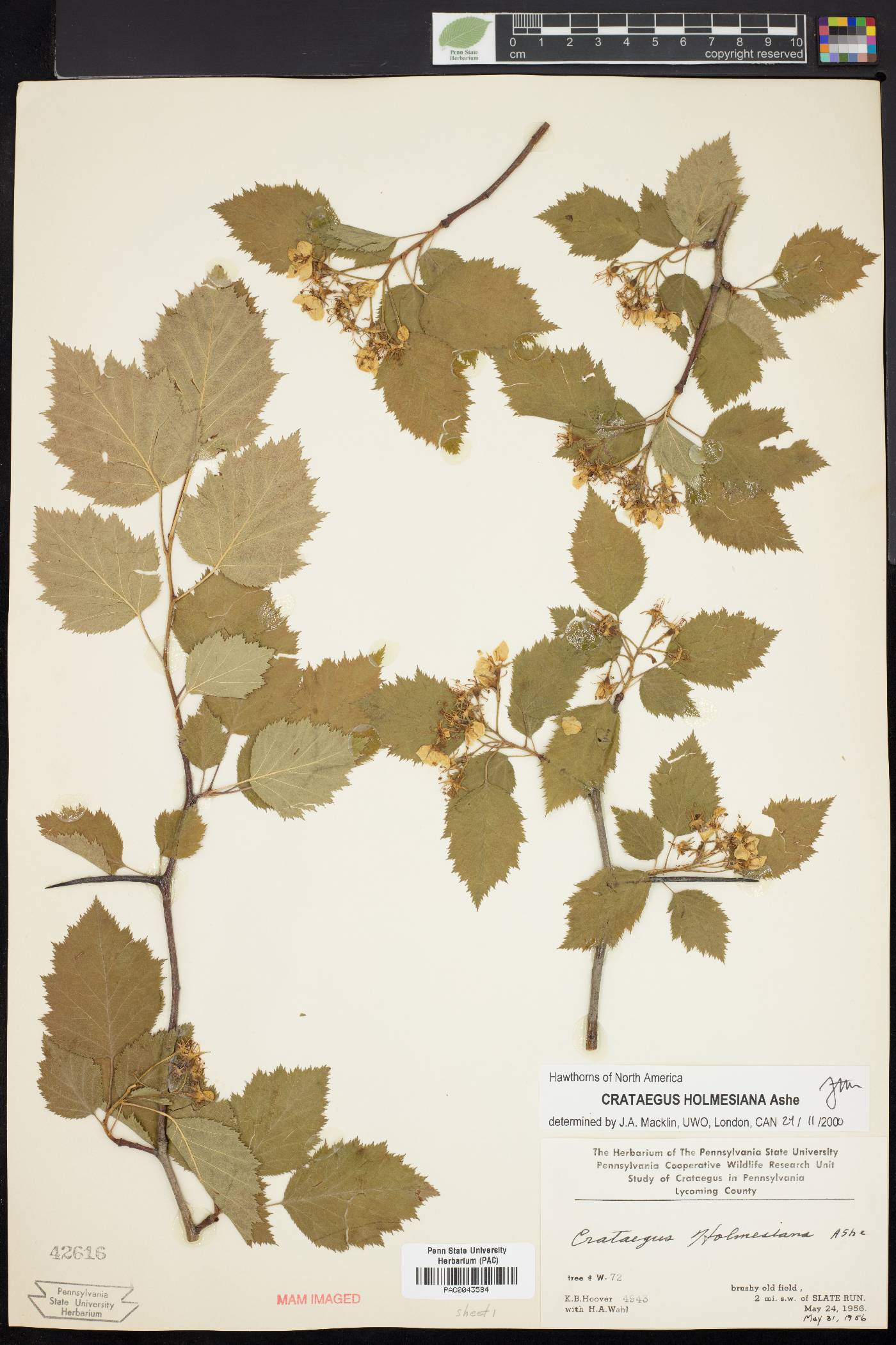 Crataegus holmesiana image