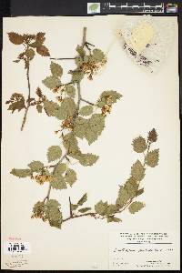 Crataegus holmesiana image