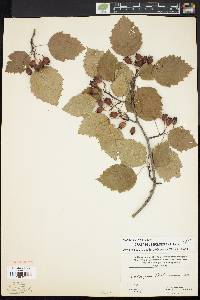 Crataegus holmesiana image