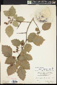 Crataegus holmesiana image