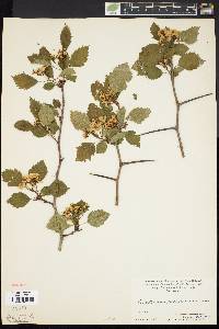 Crataegus holmesiana image