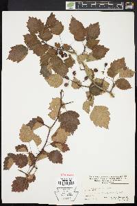 Crataegus leiophylla image