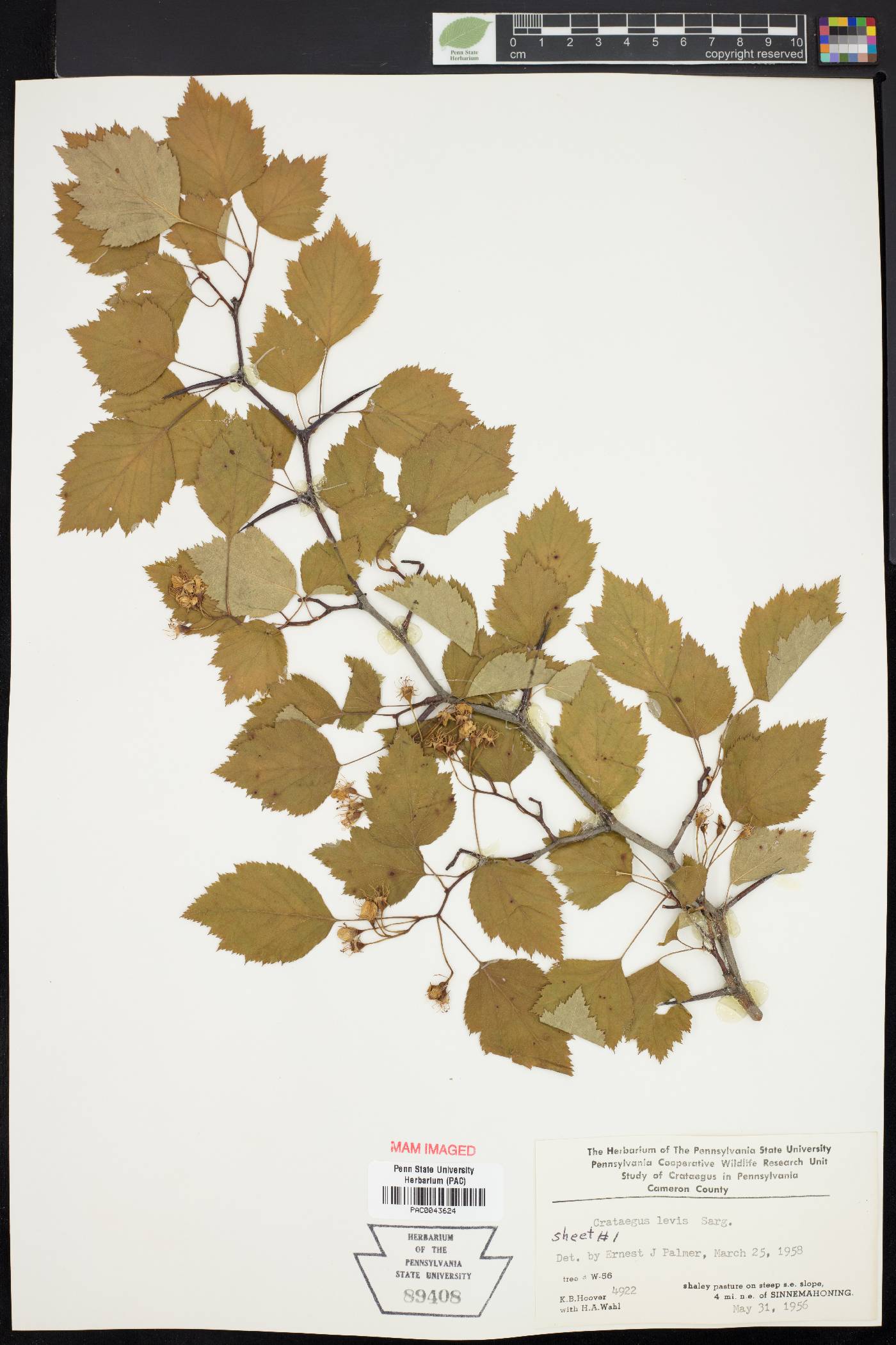 Crataegus leiophylla image