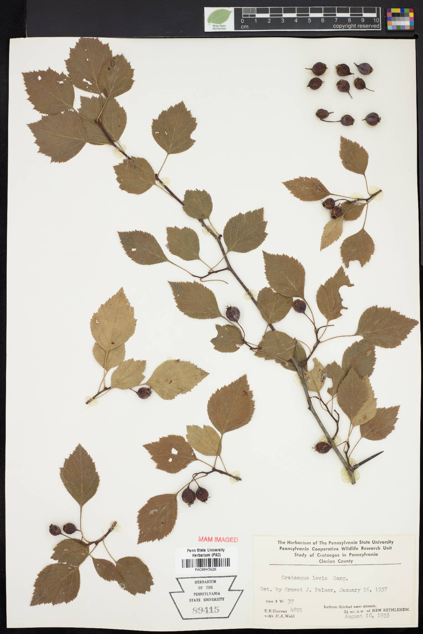 Crataegus leiophylla image