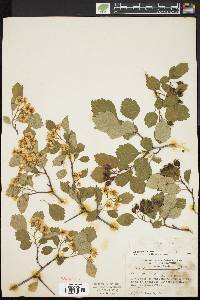 Crataegus margarettae image