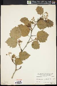 Crataegus pedicellata image