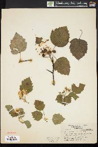 Crataegus pedicellata image