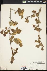 Crataegus pedicellata image