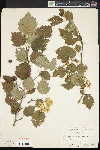 Crataegus pedicellata image