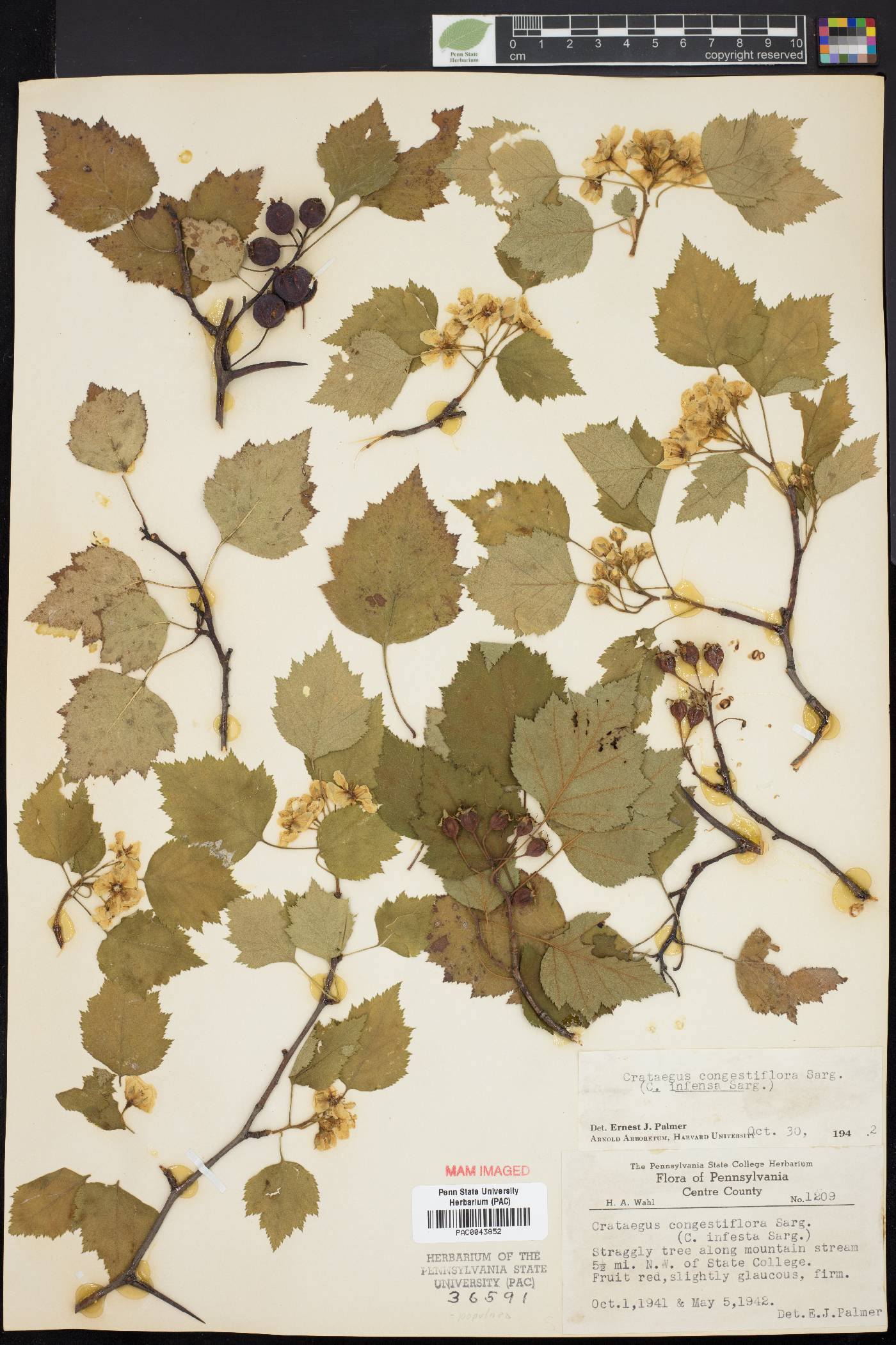 Crataegus populnea image