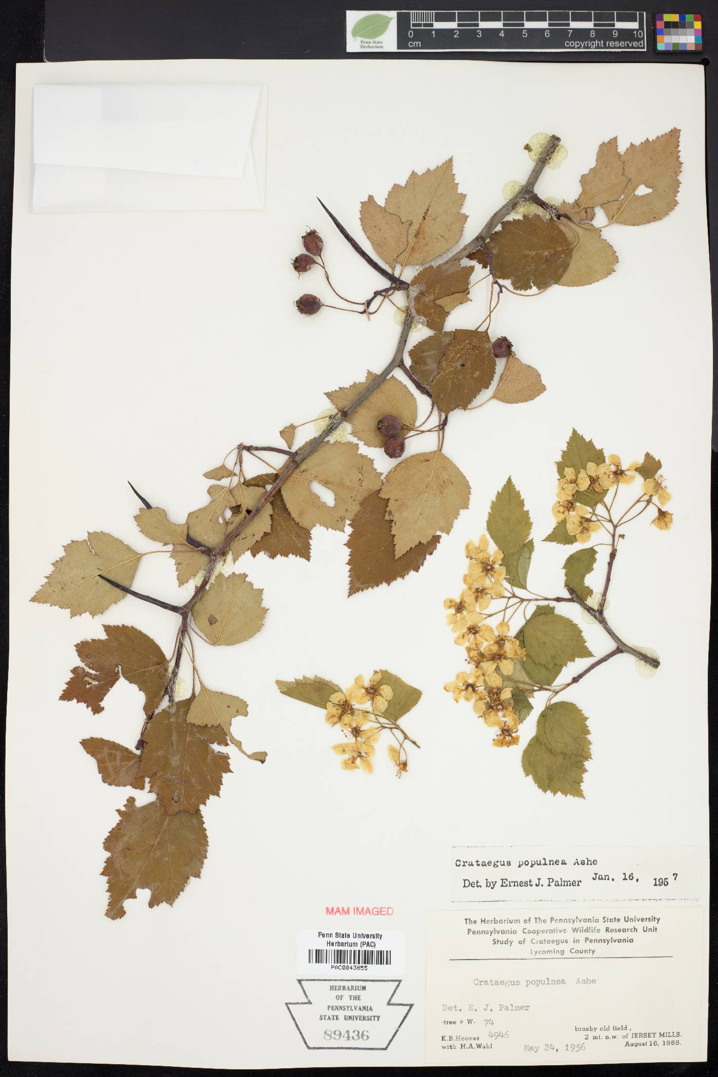 Crataegus populnea image