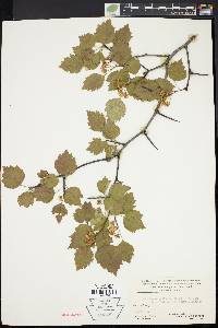 Crataegus pruinosa image