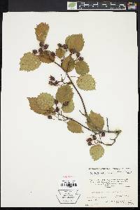 Crataegus pruinosa image