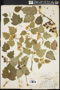 Crataegus pruinosa image