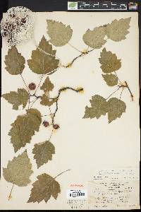 Crataegus pruinosa image