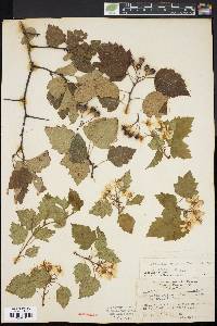 Crataegus pruinosa image