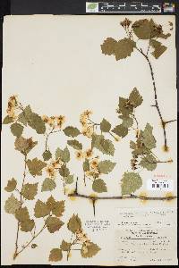 Crataegus pruinosa image