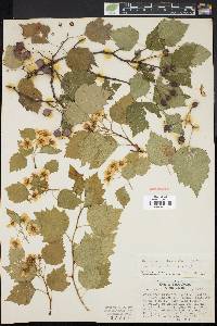 Crataegus pruinosa image