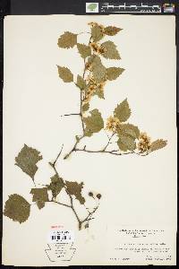 Crataegus pruinosa image