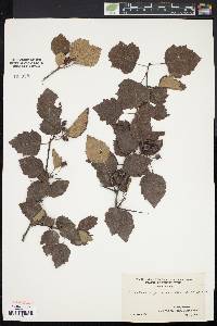 Crataegus pruinosa image