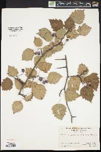 Crataegus pruinosa image