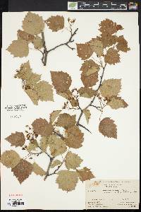 Crataegus pruinosa image