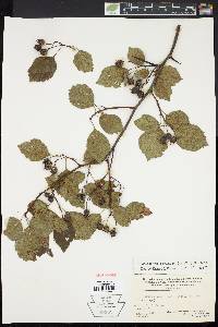 Crataegus pruinosa image