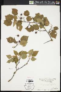 Crataegus pruinosa image