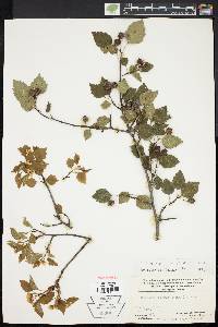 Crataegus pruinosa image