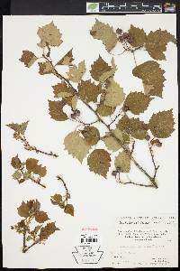 Crataegus pruinosa image