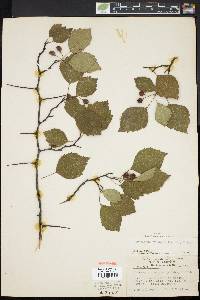 Crataegus pruinosa image