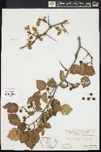 Crataegus pruinosa image