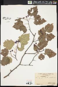 Crataegus pruinosa image