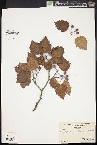 Crataegus pruinosa image
