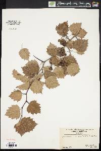 Crataegus pruinosa image