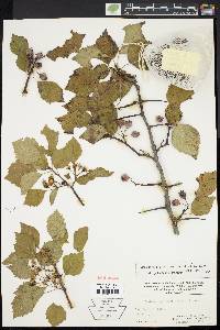 Crataegus pruinosa image