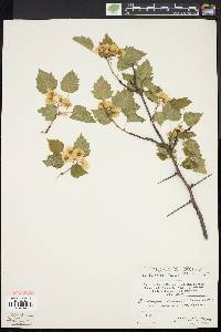 Crataegus pruinosa image