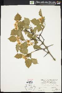 Crataegus pruinosa image