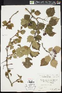 Crataegus pruinosa image