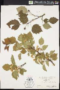 Crataegus pruinosa image