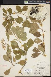 Crataegus punctata image