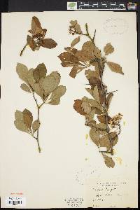 Crataegus punctata image