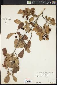 Crataegus punctata image