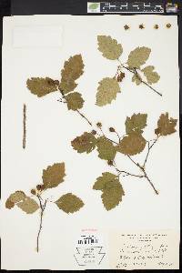 Crataegus stonei image