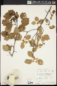 Crataegus stonei image