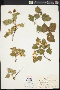 Crataegus succulenta image