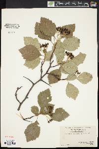 Crataegus succulenta image