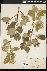 Crataegus succulenta image